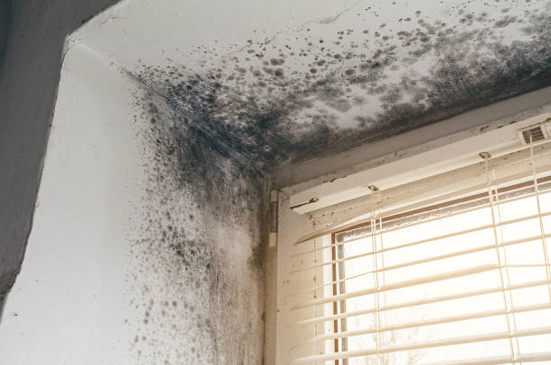 Affordable Mold Remediation solutions in Broomes Island, MD